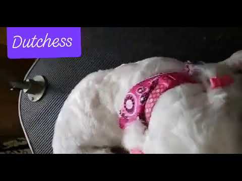 Dog Groom video from myfarm sweet Dutchess my VIP clients Maltese #KansasLife #WhatILove #DogGroomer