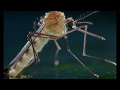 фильм Микрокосмос Microcosmos 1996 конечный эпизод