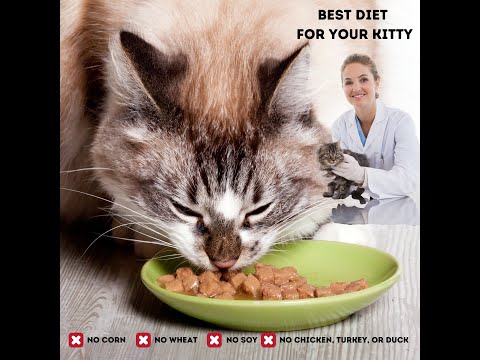 Is Your Cat's Food Making them Sick?