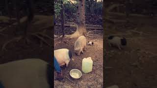 Miniature Pig Animals Videos