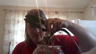 new leafs new roots new everything