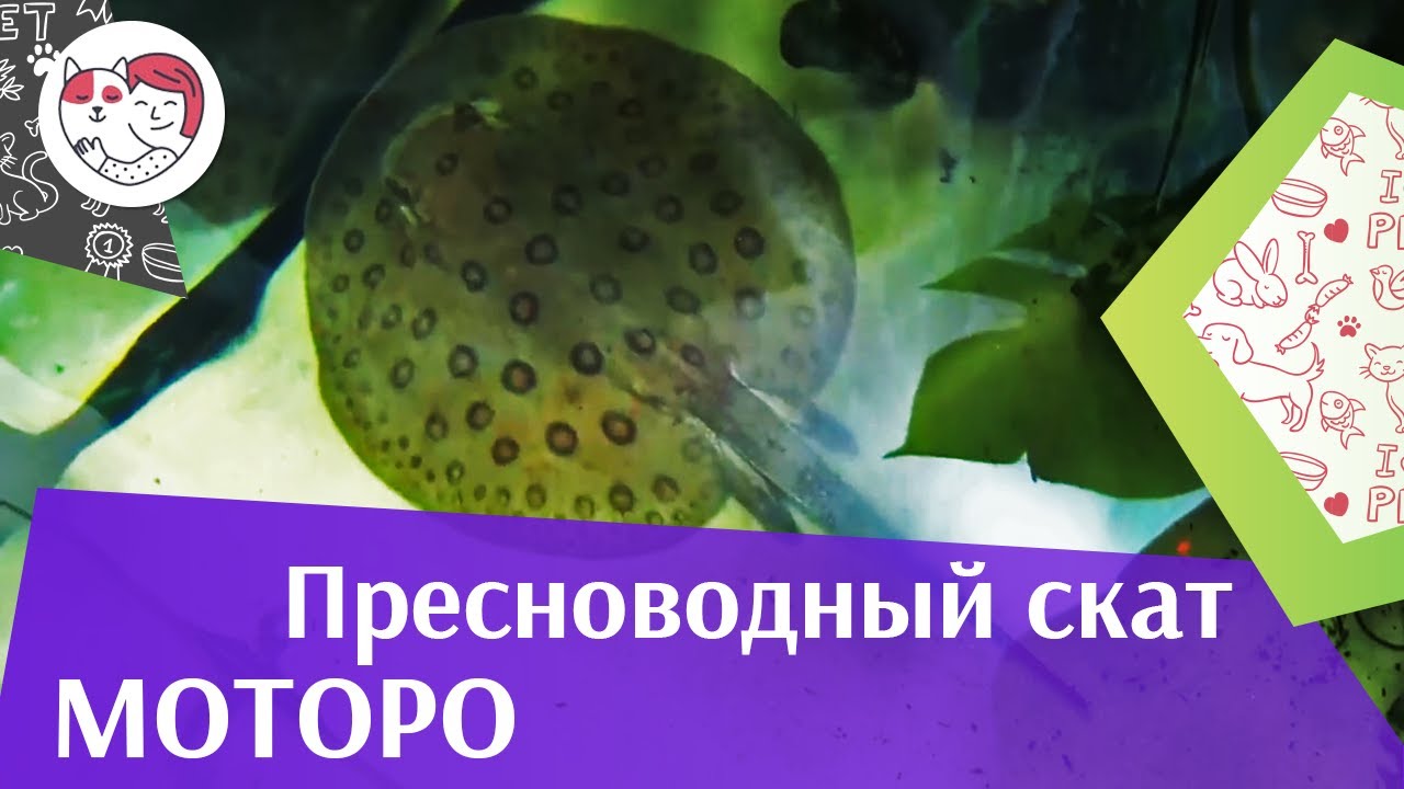 Пресноводный скат моторо АкваЛого на ilikePet