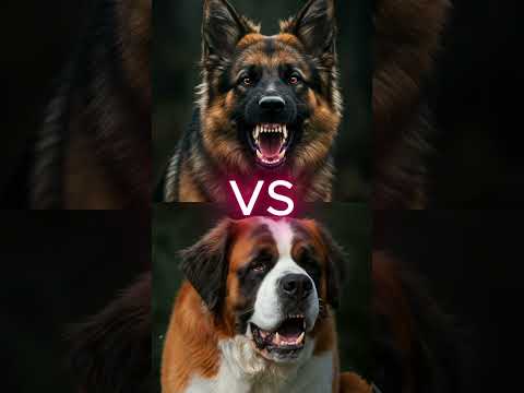 Tibetan Mastiff vs Doberman, Rottweiler & More | Ultimate Dog Battles! 🐶🔥