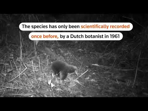 Long-lost species of echidna spotted in Indonesia