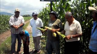 preview picture of video 'Productores de elote de San Isidro Mazatepec, Jalisco, opian sobre el maíz Eros'