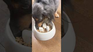 かつお節とシアルマリントッピングのダイエットフード🐶 #ミニチュアダックスフンド #ヒルズ #夜ご飯