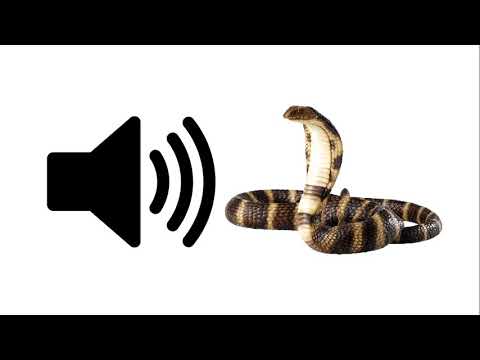 Rattlesnake - Sound Effect