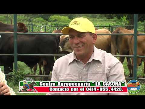 Nº  329 426, Programa sobre El Ganado CRIOLLO LIMONERO