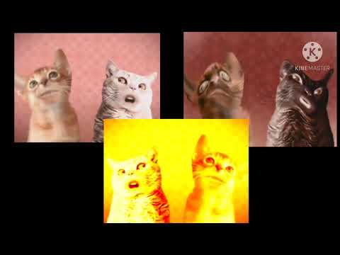 Preview 2 Numa Cats Threeparsion