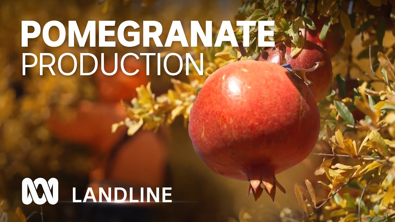 Fruit of the future: Are pomegranates Australia's next smashed avos? | Landline | ABC Australia