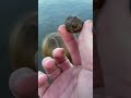 Metal Detecting - Keep finding these crazy rocks