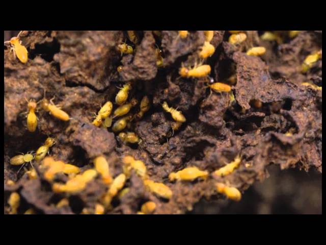 Action Pest Control - Carey Park, WA