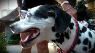 Keep on Dreaming - Tommy C ft. Adda Angel