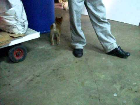 小柴就是要玩的開心(原發表者:KuYo麻)(影片)