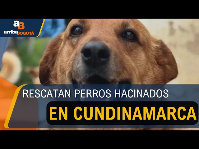 Fiscalía judicializó a una mujer que tenía 300 perros hacinados en Cundinamarca