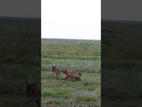 Mother Wildbeast Save baby from Hyena #hyena #hyenavslion