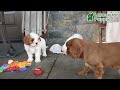 Cavapoo dogs for sale: Cookie - Video 1