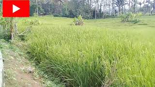 Download lagu suling merdu bulung simangarata mp3 Download lagu suling merdu bulung simangarata mp3