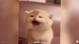 You Laugh You Lose 🦴 Funniest Cats and Dogs 2026💚 part 6