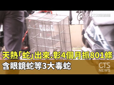 天熱「蛇」出來！　彰化4個月抓801條　含眼鏡蛇等3大毒蛇