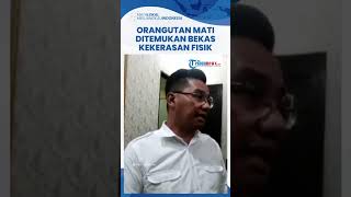 Orangutan Sumatera di Sumut Mati, Tim Medis Temukan Bekas Kekerasan Fisik: Tulang Punggung Retak