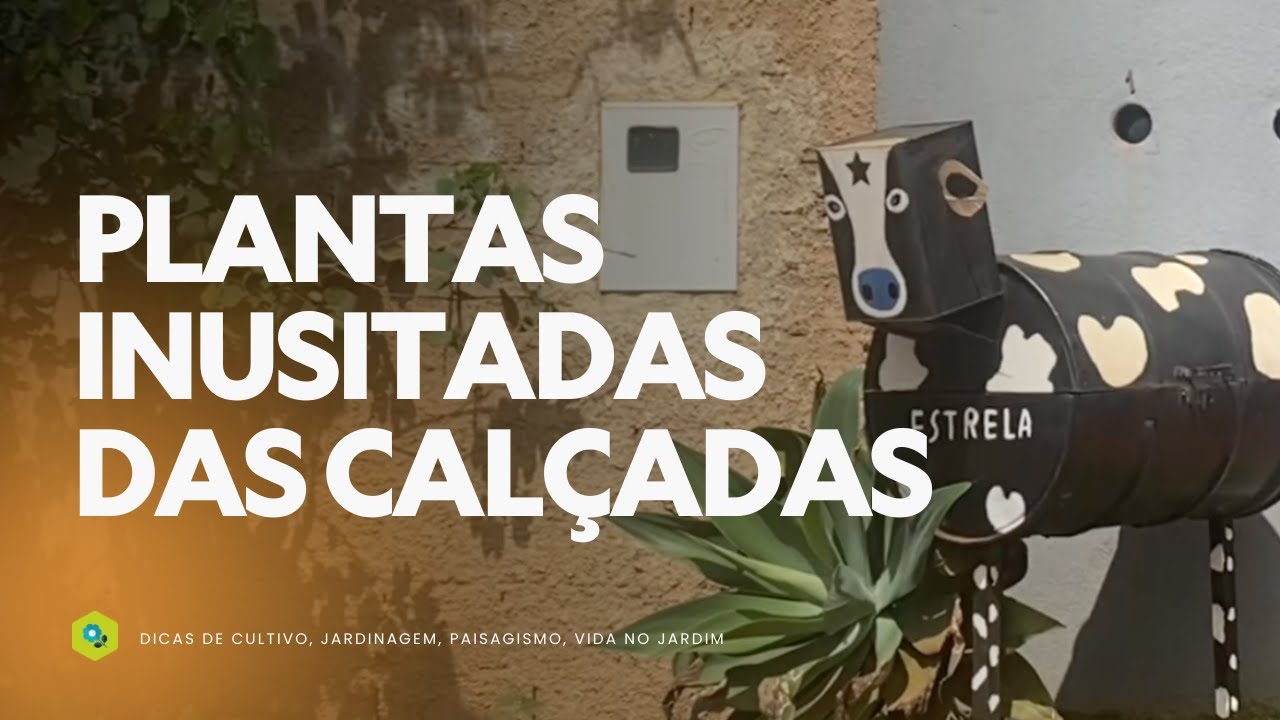 PLANTAS INUSITADAS das CALÇADAS