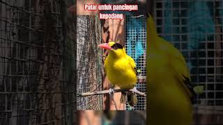 Download lagu Putar untuk pancingan kepodang mu langsung ikut bunyi #kepodanggacor #kepodangemas #kepodang mp3