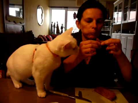 briste korthaar toesj nr6 ( ontbijt )