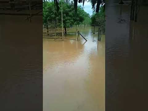 Amaneció inundada la vereda La Florida en Hato Corozal por el desbordamiento del río Ariporo