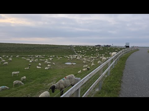 Mr.Whiskers in Husum - Nordstrand und Schleswig - Bikepacking - 4 Tages Tour Part #12/29