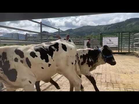 lote 42   puerto boyaca 335 kg