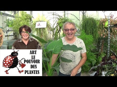 , title : 'Conseils jardinage:Entretien et arrosage: Alocasia cucullata: Plante verte d’intérieur'
