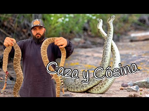 Giant Rattlesnake Hunting 🔥