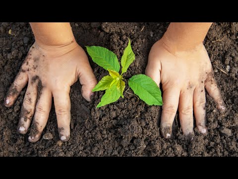 Piantare alberi nelle scuole