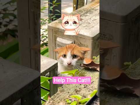 The Exact Moment This Rescue Cat Realized It Was Finally Safe