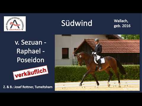 Südwind (geb. 2016), v. Sezuan