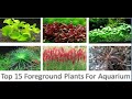 Best Foreground Aquarium Plants For Beginners