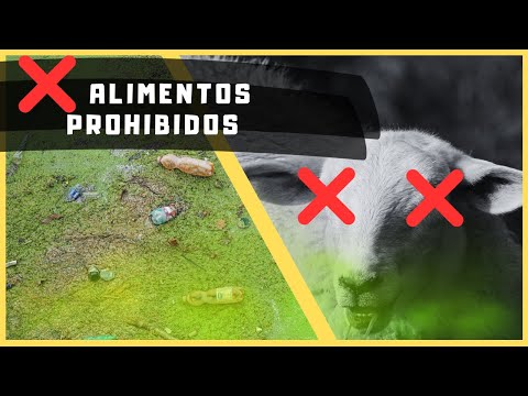 , title : '❌ NO des estos alimentos a tus ovejas y cabras  🌱'