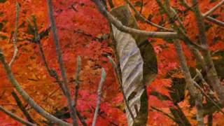 Andy Williams - Autumn Leaves 秋葉