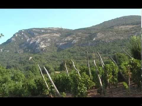 Uzgoj grozdja i proizvodnja vina u Sicevu   U nasem ataru 505