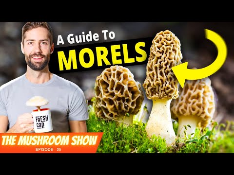 The Ultimate Guide To Morel Mushrooms (+ Exploring Mushroom Festivals!!)