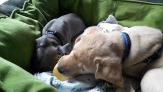 Pitbull and Labrador playing with rubber bottle