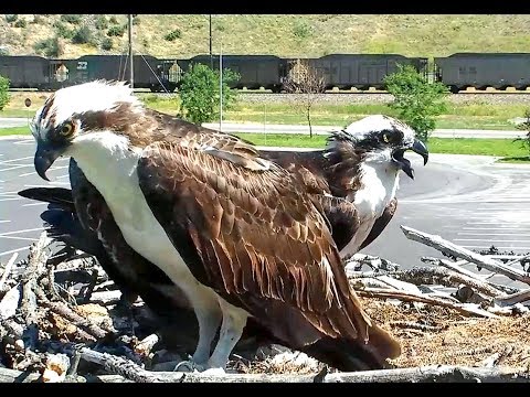 Hellgate ospreys 6 30 17 1221pm & 244pm Louis delivers Iris 2 large headless fish