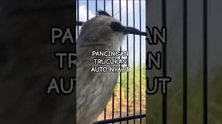 Download lagu Pancingan Trucukan Betina Suara memanggil Kawan #shorts #shortsfeed #shortsvideo #shortsburung #bird mp3