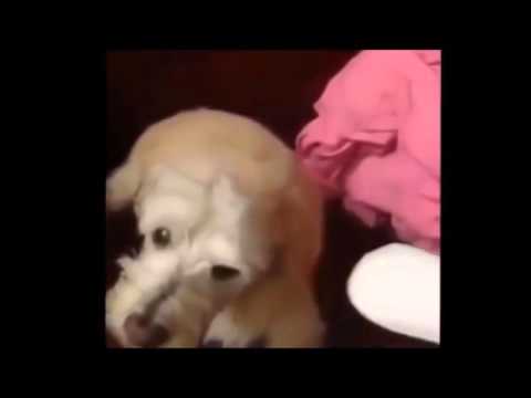 Víctor Madera Los mejores vídeos de animales 2