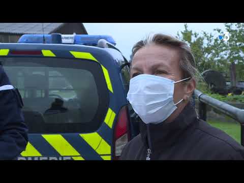 Les gendarmes patrouillent autour des haras dans le Pays d'Auge