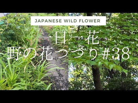 園芸 ネパール産ススキ