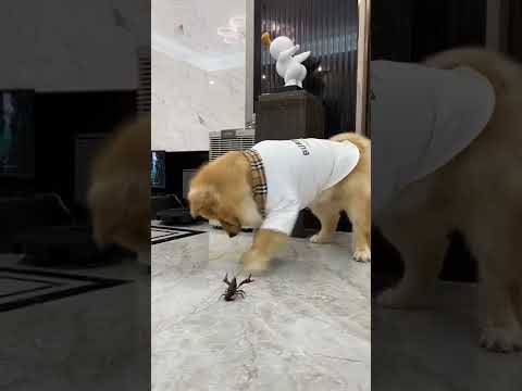 Dogs playing in the street#shorts