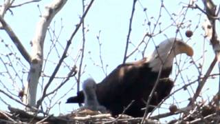 preview picture of video 'Baby Eagle is concerned for the nests cleanliness. Logan, Ohio'