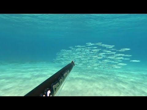 Pesca sub Sardegna: A caccia del brancone di Cefaloni